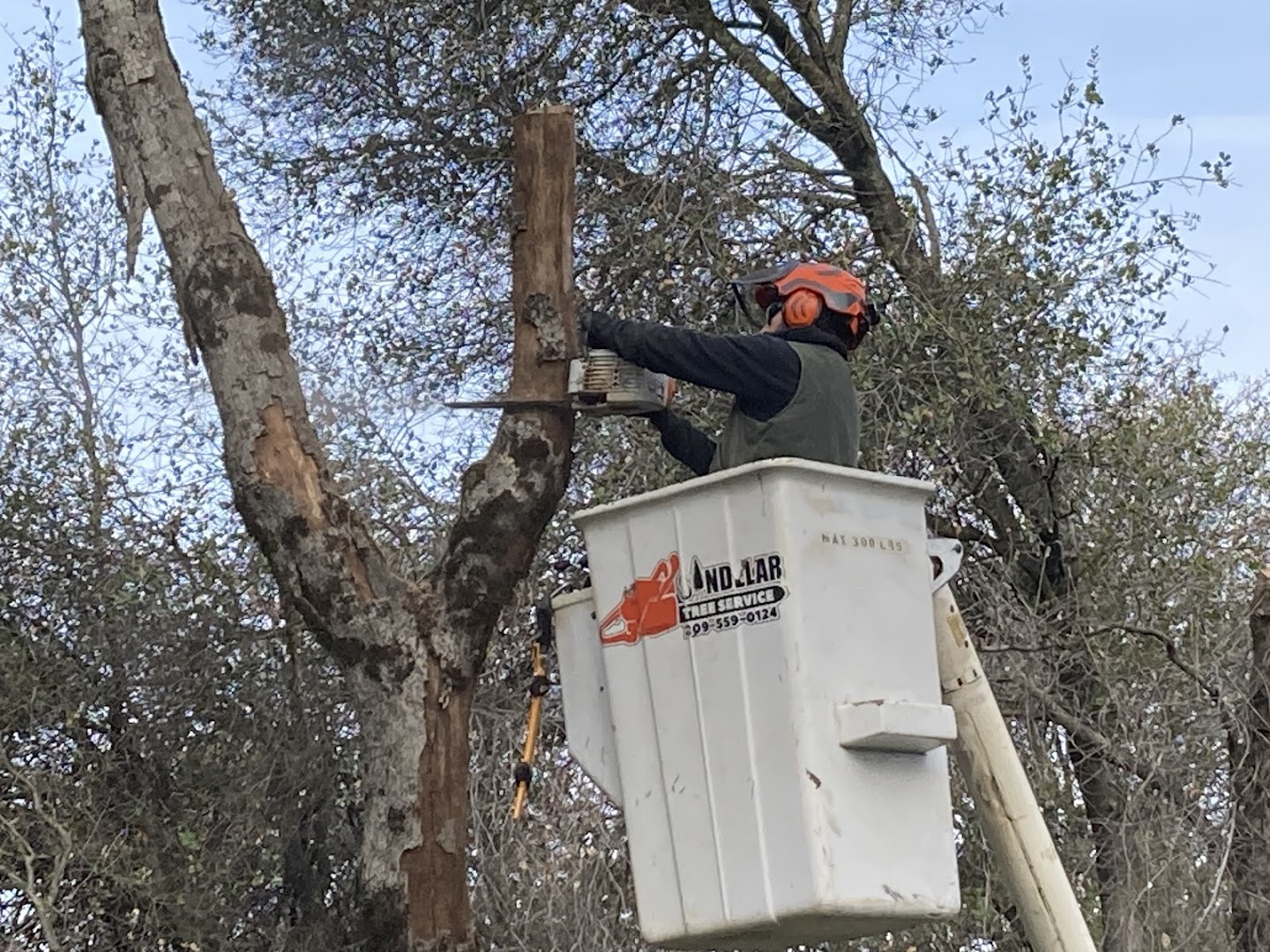 Climber removing a large tree by bucket truck, Sonora CA