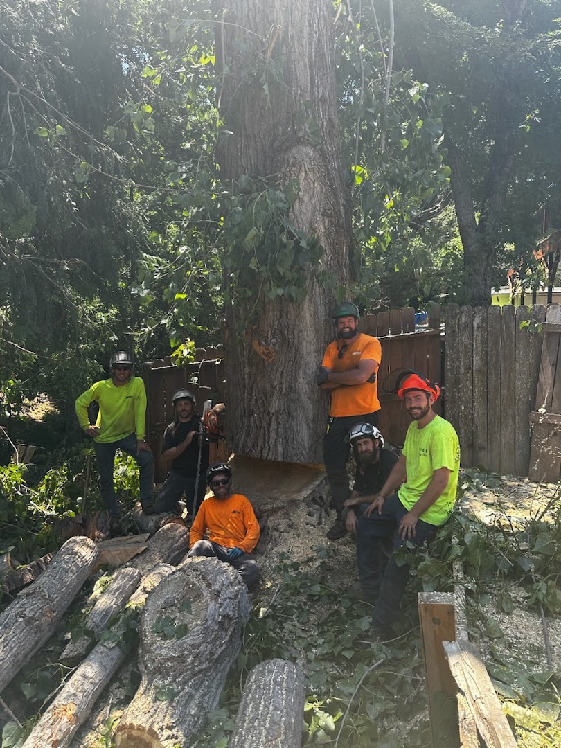 Sindelar Tree Service crew on a job, Sonora CA