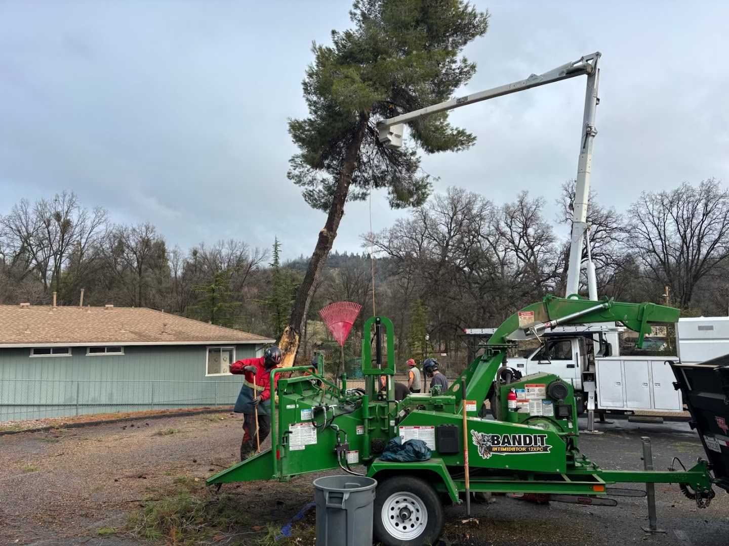 Bucket truck reaching into a tall pine, Sonora CA