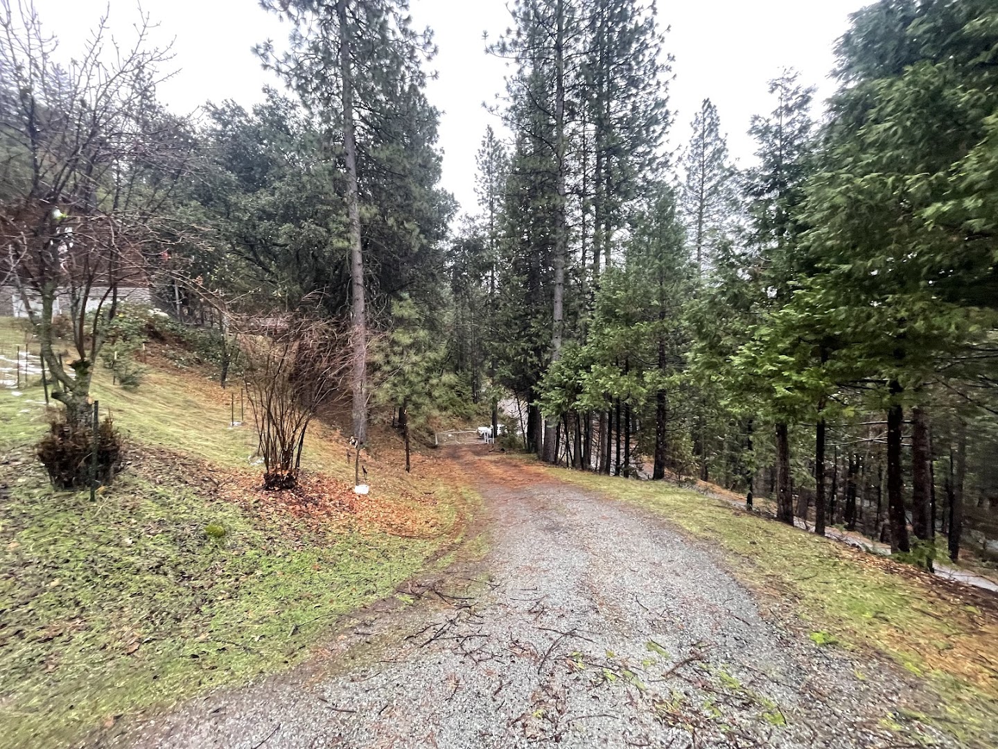 Cleared driveway and defensible space through forest, Sonora CA
