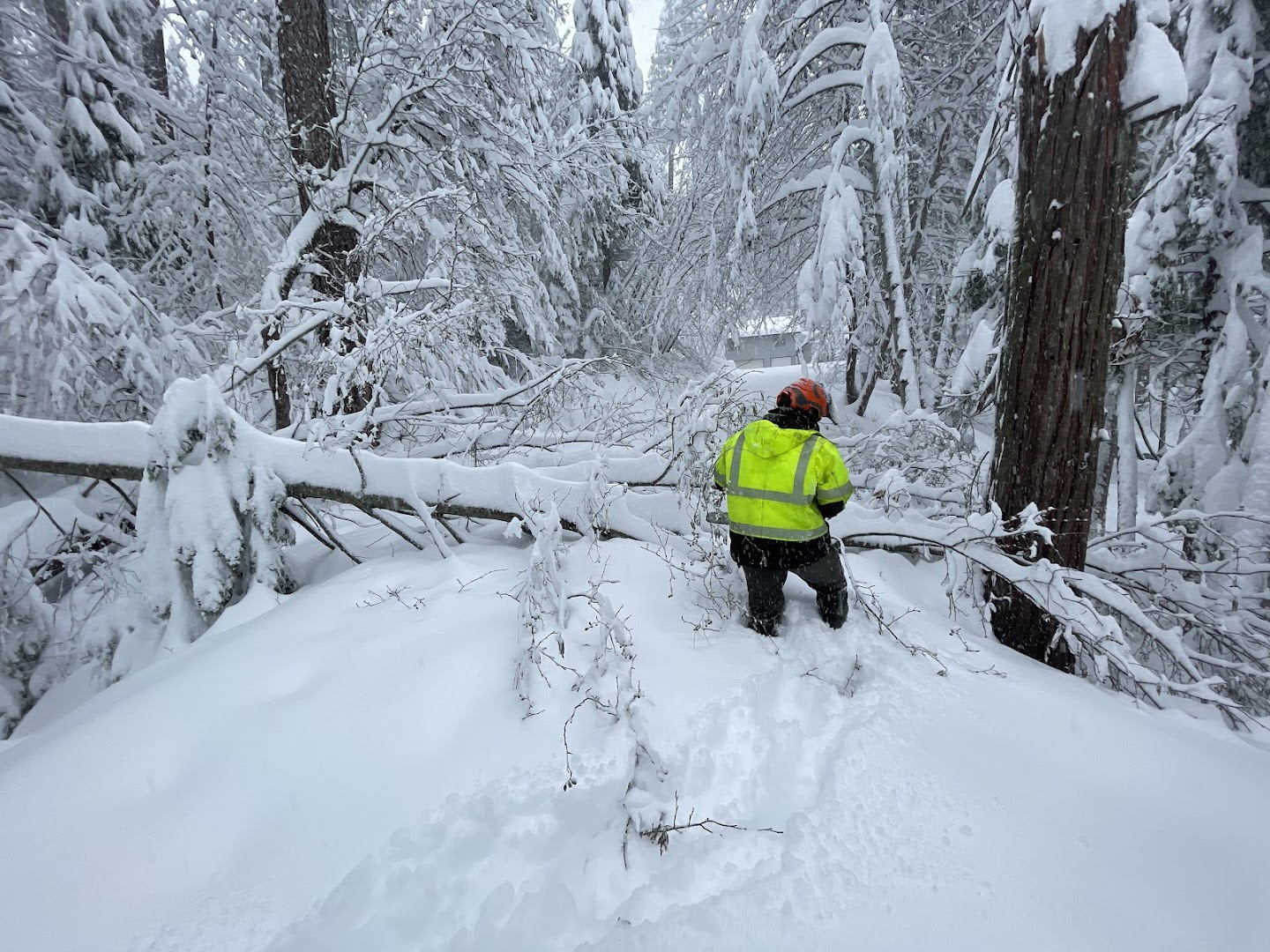 Crew clearing storm-damaged snow-laden trees, Tuolumne County