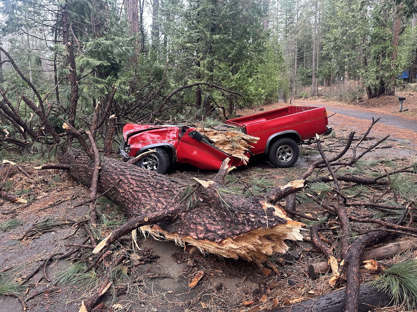 Storm-downed tree fallen on a truck cleared by Sindelar, CA