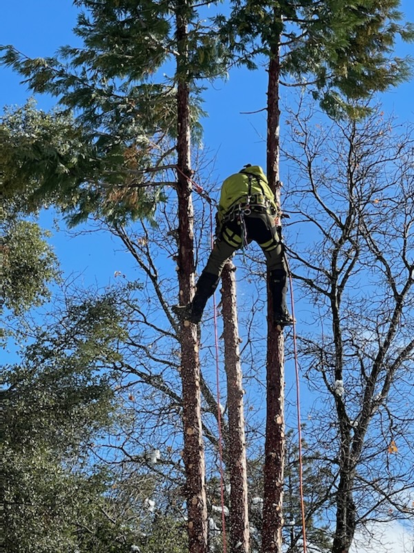 Tall tree removal in progress, Tuolumne County CA