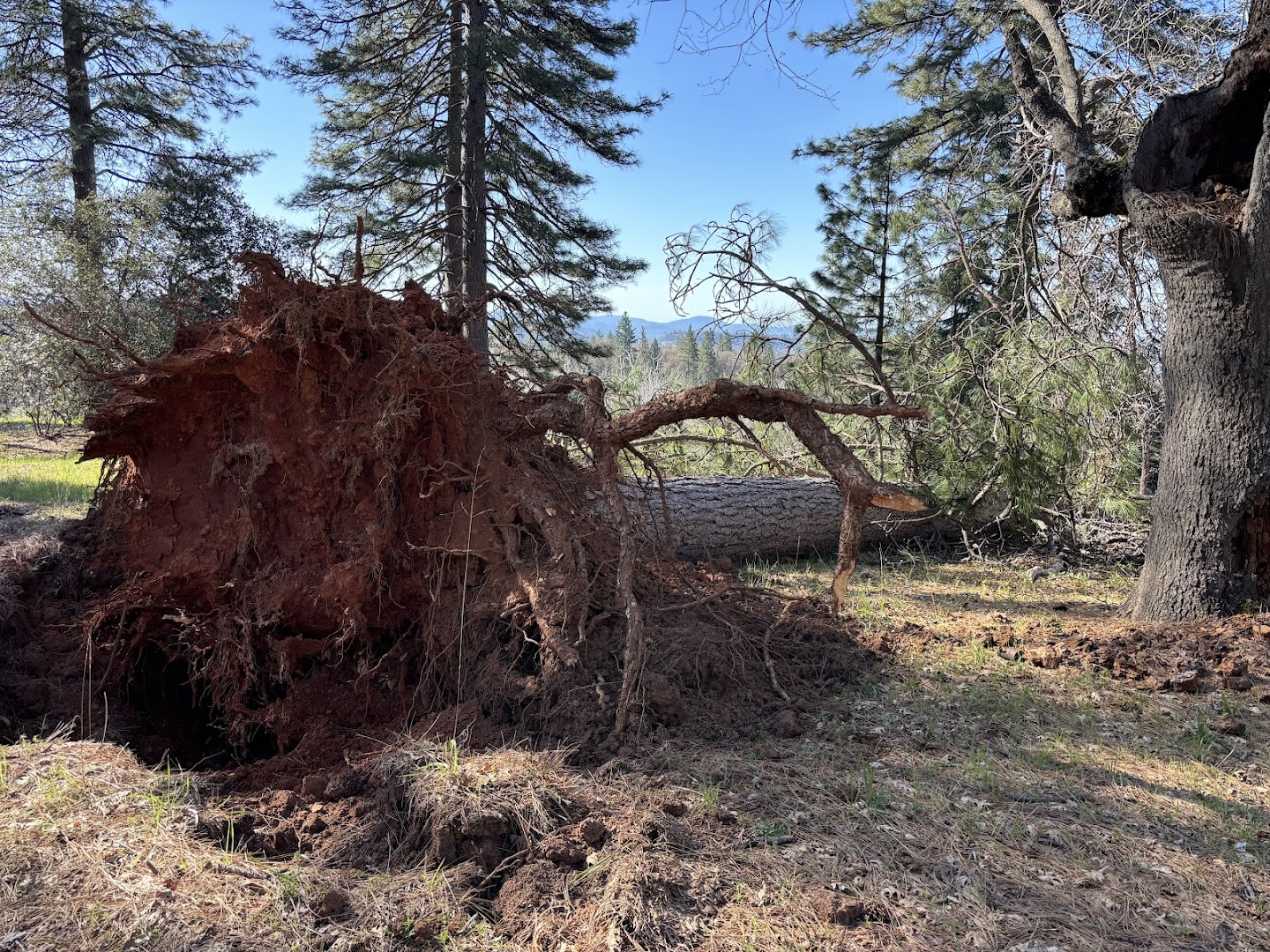 Large uprooted tree root ball removed after a storm, Tuolumne County